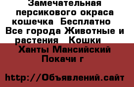 Замечательная персикового окраса кошечка. Бесплатно - Все города Животные и растения » Кошки   . Ханты-Мансийский,Покачи г.